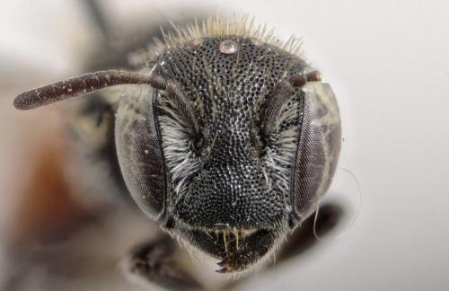 Protosmia lusitanica